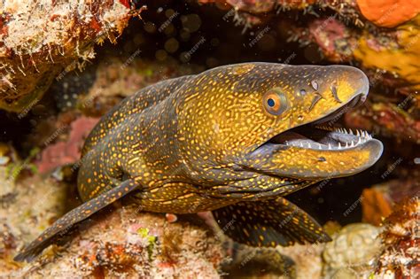 Moray Eel Ecosystem