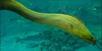 moray eel facts for kids