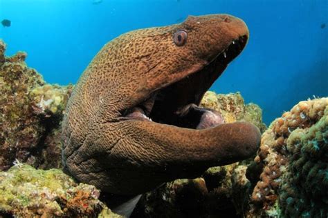 Moray Eel Name Origin