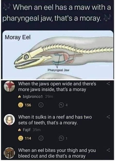 Moray Eel Song