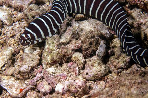 Moray Eel Zebra