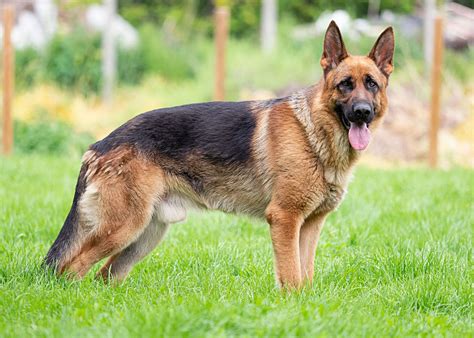 more about german shepherd