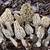 morel mushrooms california