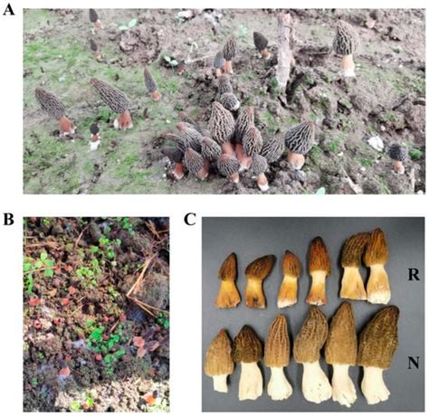 Morel Fruiting Conditions