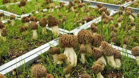 morel mushroom grow kit