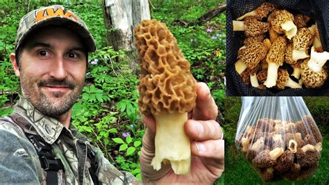 morel mushroom hunting in ohio