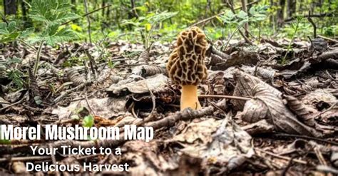 morel mushroom location map