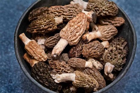 morel mushroom price per pound 2021