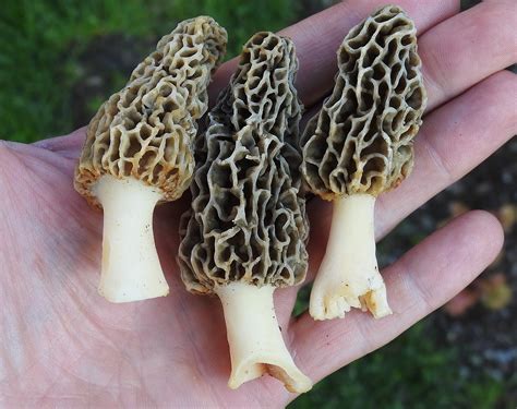 morel mushrooms in michigan