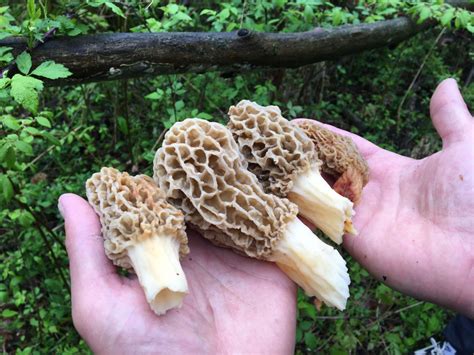 morel mushrooms in michigan season