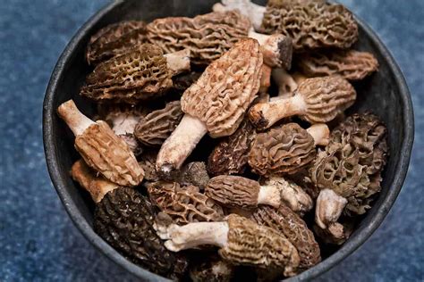 Morel Mushrooms Per Lb