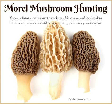 morel mushrooms poisonous look alike