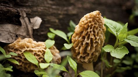 morel mushrooms season ohio