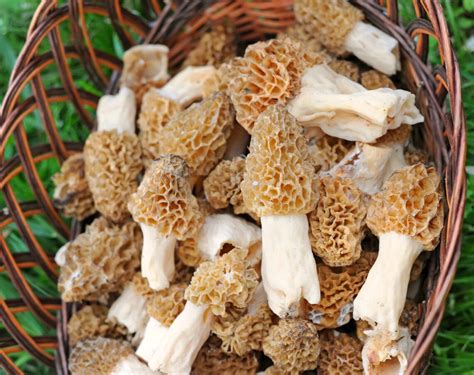 morel mushrooms spores for sale