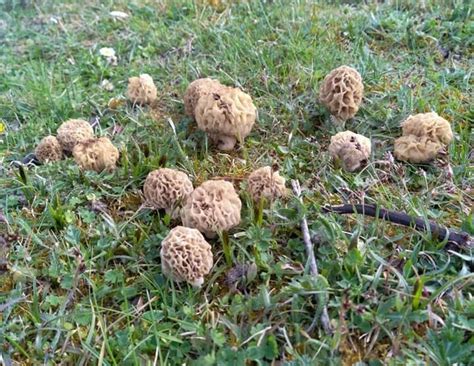 Morels And Ash Trees