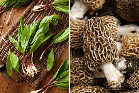 Morels And Ramps