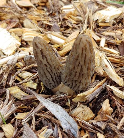 Morels Growing In Mulch