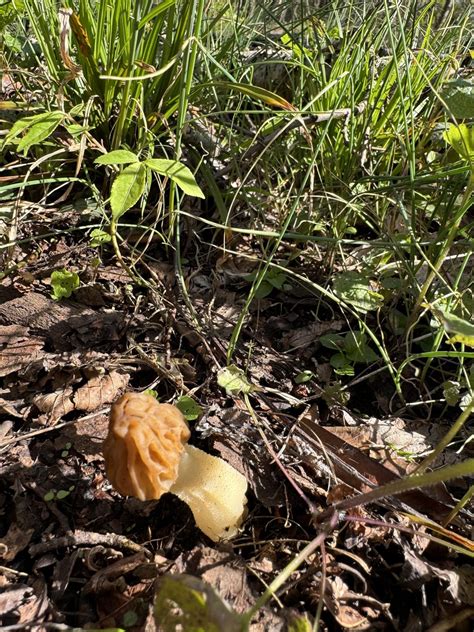 Morels In Pittsburgh