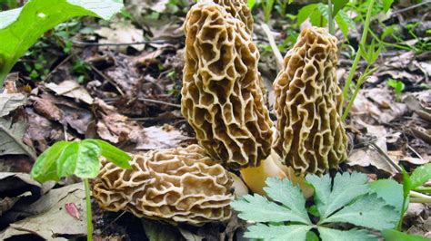 Morels Wisconsin