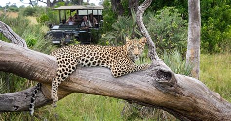 Exploring Moremi Game Reserve: A Wildlife Paradise In Botswana