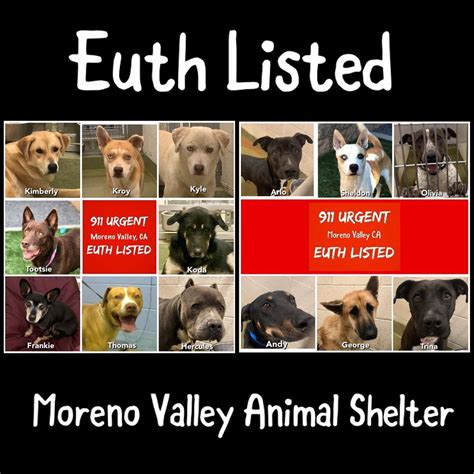 moreno valley animal shelter moreno valley ca