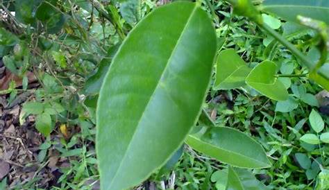 Gambar Sistematika Morfologi Daun Tuggal Folium Simplex Gudang Ilmu