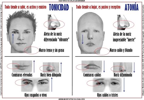 The Best Morfopsicología Del Rostro Test Trending