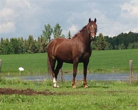 morgan horse for sale in canada