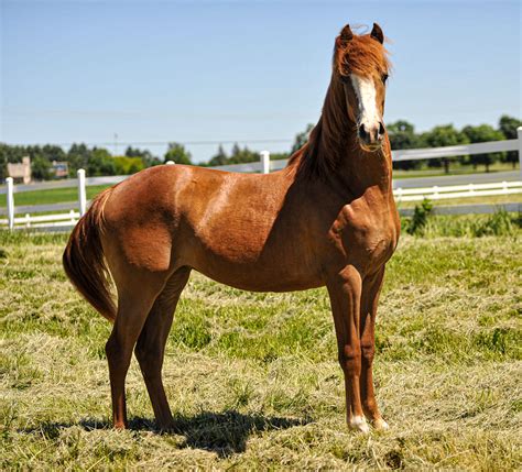 morgan horses for sale near california