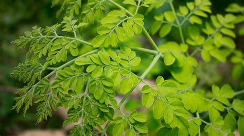 Moringa Tree Sun Requirements