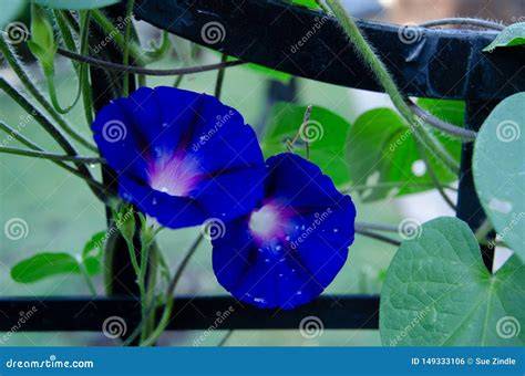 Dew on the morning glories Morning glory, Plants, Landscape