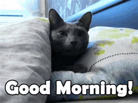morning what cat gif