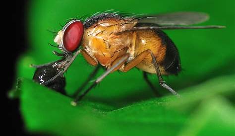 Imagen gratis: mosca de la fruta, insectos