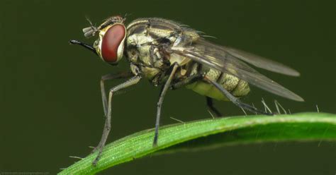 Must See Mosca De Los Establos New