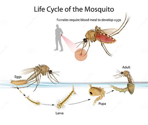 female mosquito