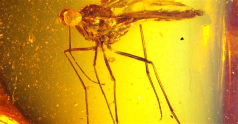 mosquito amber