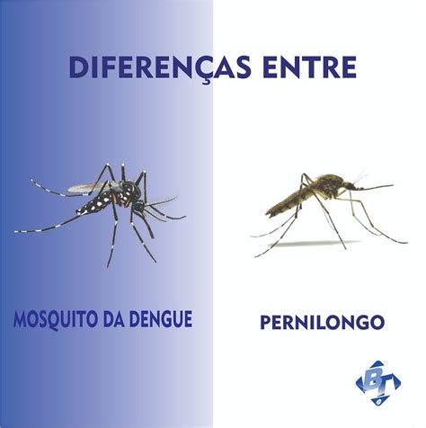 mosquito da dengue como identificar