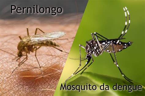 mosquito da dengue e mosquito normal
