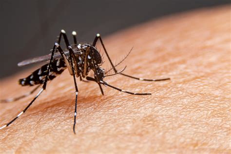 mosquito da dengue pica a noite