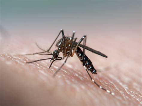 mosquito del dengue en chile