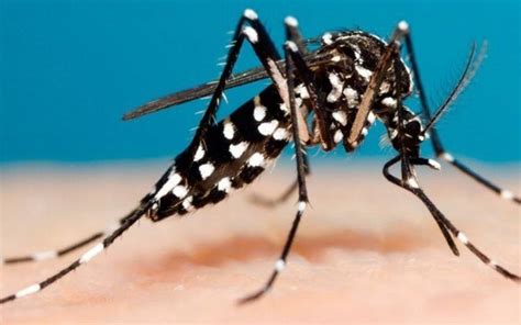 mosquito del dengue foto