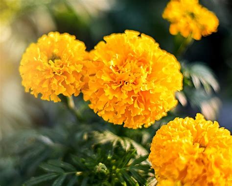Mosquito Repellent Marigold Plant