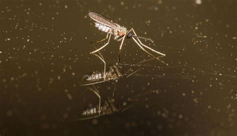 mosquito-borne dengue in pasadena