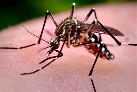 mosquito-borne dengue in pasadena calif