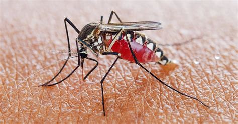 mosquitoes and malaria