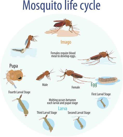 mosquitoes lifespan