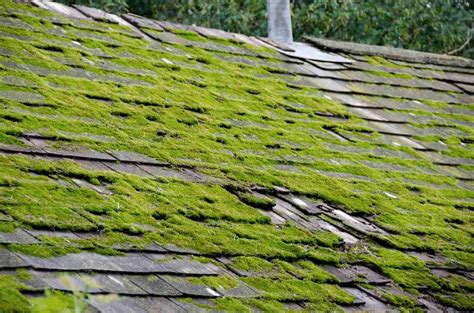 moss and algae on roof
