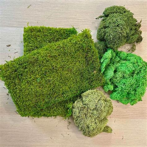 Moss Art Materials