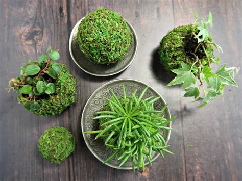 Moss Balls How To Make