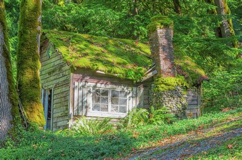Octagonal cabin covered with moss in a Pacific Northwest rainforest